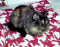  | Link to cat jpeg 19 | 